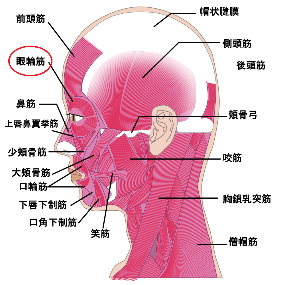 newaリフト 目の下たるみ