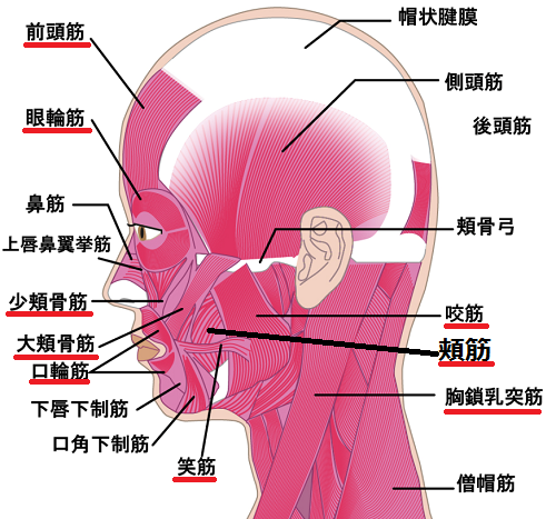 newaリフト 効果